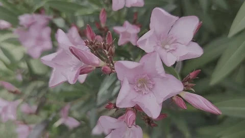 Video of oleander tree and pink flowers with branches swaying in the wind. Stock Footage 253093466