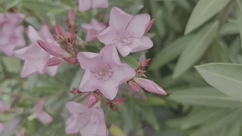Video of oleander tree and pink flowers with branches swaying in the wind. Stock Footage 253093480