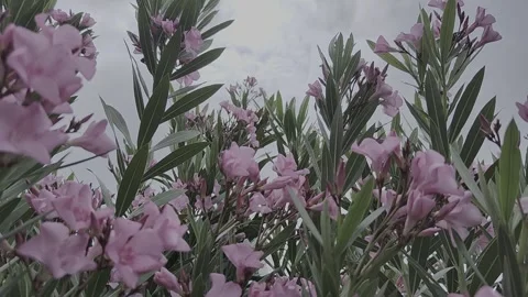 Video of oleander tree and pink flowers with branches swaying in the wind. Stock Footage 253093489