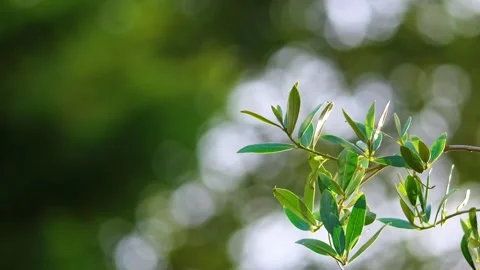 Video: Olive branches move in evening sun, Green Olive leaves, symbolizing .. Stock Footage 251716960