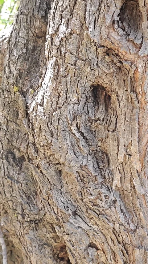 Video of olive tree from down to top with a strange body, Cyprus Stock Footage 308777317
