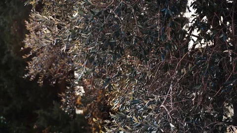 Video of olive tree leaves moving by the wind on sunset in Italy, 4K Video stock 76428429