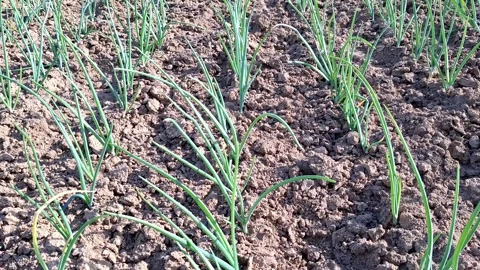 Video of onion in the ground. 4K Stock Footage 307715261