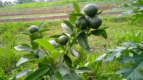 Video of an orange tree being hit by the wind Stock Footage 292505508