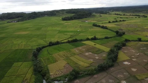 Video of orbital engineering rice fields using drones Video stock 274622609