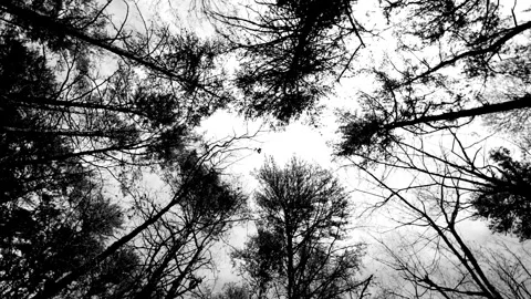 Video Overlay - Tree Canopy Silhouette 動画素材 139583503