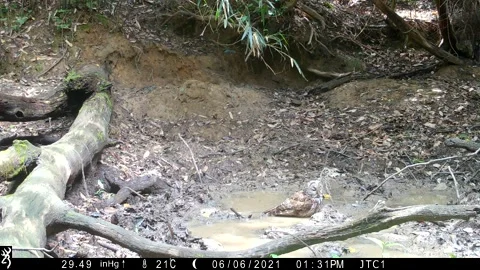 Video of Owl in the Daytime 動画素材 169193155