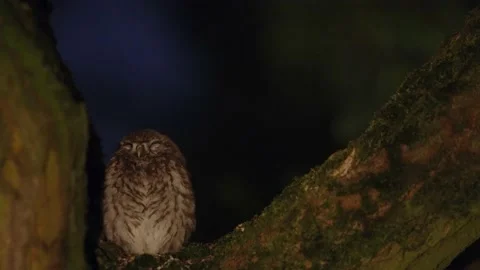 Video of Owl sleeping in a tree at night. moving shoot of a perched owl. Stock Footage 166679091
