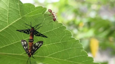 Video of a pair of insects mating and being disturbed by a red ant on a lea.. Stock Footage 327995482