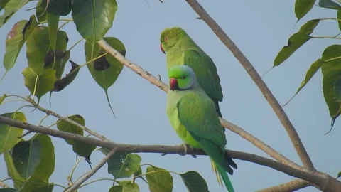 A Video of a Pair of Parrots Sitting on Tree Branch Stock Footage 148229930