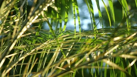 Video of palm leaves in 4K Stock Footage 79307959