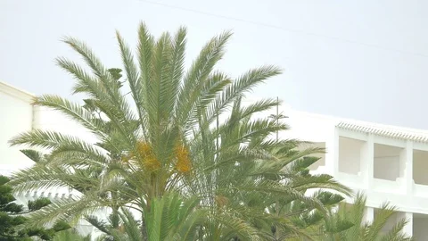 Video of palm tree in 4K Stock Footage 74004716