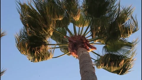 Video A palm tree against a blue sky. Wind Vídeos de archivo 170837845