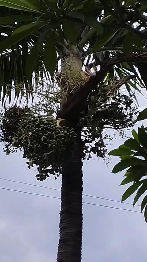 Video of a palm tree that bears very abundant fruit on its tree Stock Footage 228806751
