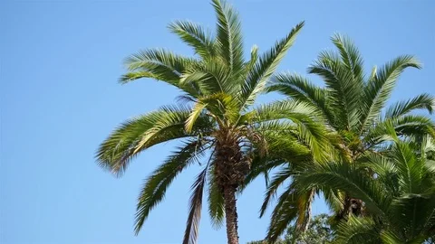 Video of palm tree on the blue sky in 4K Stock Footage