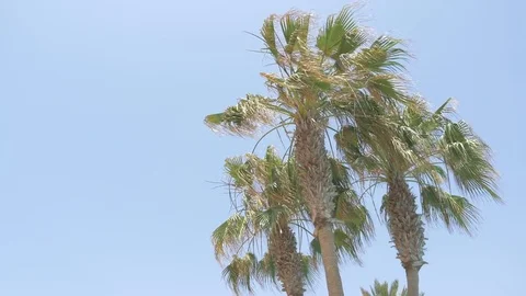 Video of palm tree on the blue sky in 4K Stock Footage 80716685