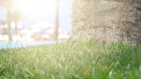 Video of palm tree trunk in 4K Stock Footage 79548935