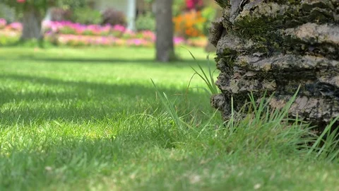 Video of palm tree trunk in 4K Stock Footage 79726027