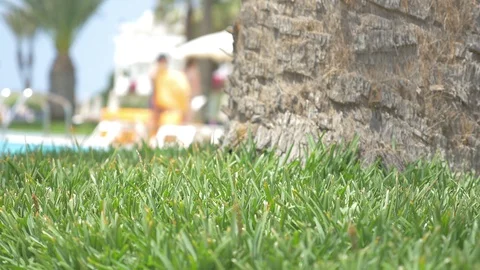 Video of palm tree trunk in 4K Stock Footage 87345094