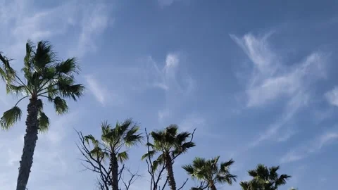 Video of palm trees with blue sky and the sound of a bird Stock Footage 306910339
