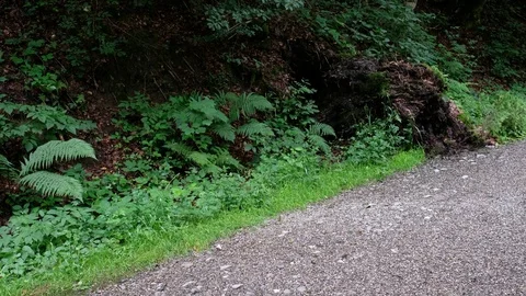 Video pan with bench in a forest Stock Footage 78152437