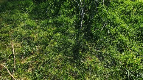 Video pan from green meadow to fruit trees Stock Footage 129514606