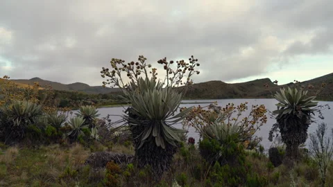 Video pan of Sumapaz páramo with iconic frailejones and cloudy mountains Vídeo Stock 316721526
