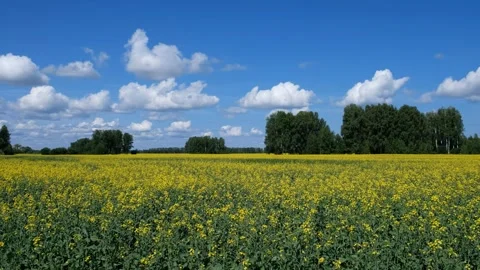 Video panorama of agricultural fields with yellow rape flowers. Stock Footage 338039349