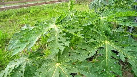 Video of a papaya tree being hit by the wind Stock Footage 292505487