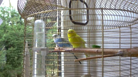 Video of parrots in 4K Stock Footage 79725499
