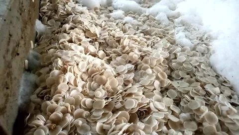 Video part 2, media for decomposing and binding bacteria to industrial Stock Footage 242824609
