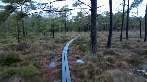 Video of path in nature Stockbeeldmateriaal 236680826