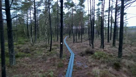 Video of path in nature Stock Footage 236680836