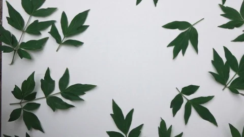 Video of pattern green leaf peony flower plants isolated on white background. A Video stock 91419872