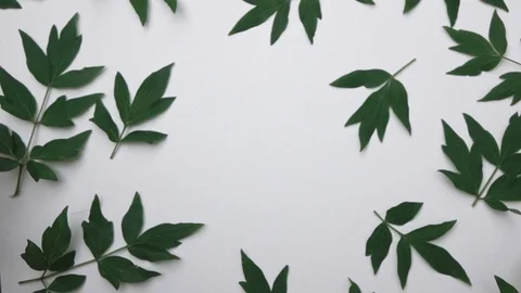 Video of pattern green leaf peony flower plants isolated on white background. A Video stock 91419907