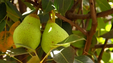 Video of pear plant. Concept of plants and fruits. Stock Footage 234328126