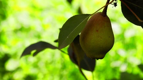 Video of pear plant. Concept of plants and fruits. Stock Footage 234330145