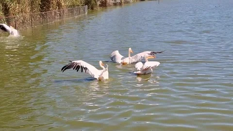 Video of pelicans on the water Stock Footage 312757253