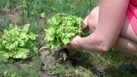 Video of picking lettuce in real slow motion Stock Footage 79283459