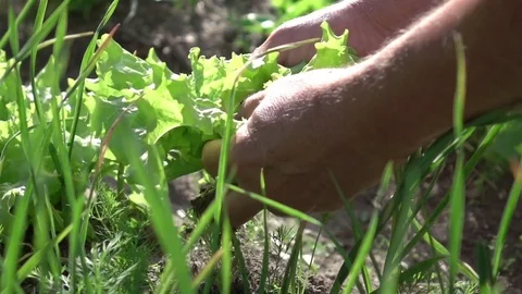 Video of picking lettuce in real slow motion Stock Footage 79677579