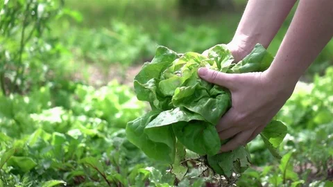 Video of picking lettuce in real slow motion Video stock 79799639