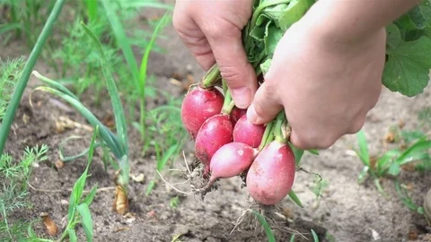 Video of picking radish in real slow motion Stock Footage 79301094