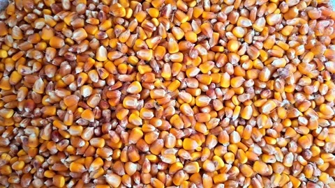 Video with pile of corn kernels Stock Footage 310456686