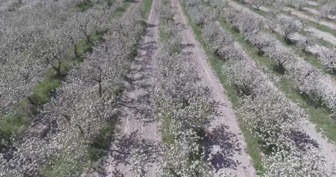 Video from pile driver, nature, fields of trees, flowering trees, garden Stock Footage 311525850