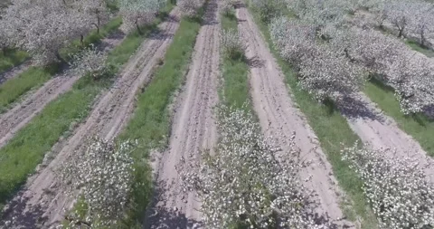 Video from pile driver, nature, fields of trees, flowering trees, garden Stock Footage 311525851