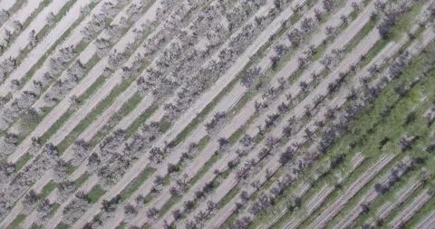 Video from pile driver, nature, fields of trees, flowering trees, garden Stock Footage 311525852