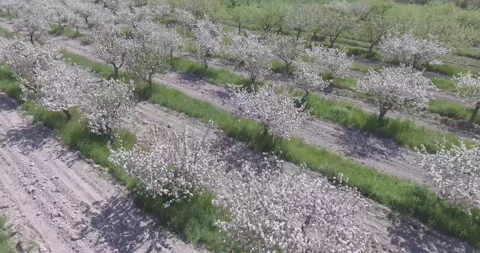 Video from pile driver, nature, fields of trees, flowering trees, garden Stock Footage 311525859