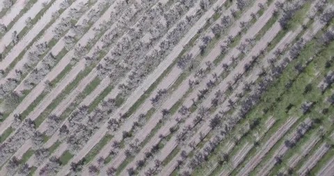 Video from pile driver, nature, fields of trees, flowering trees, garden Stock Footage 311525871