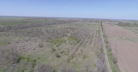 Video from pile driver, nature, fields of trees, flowering trees, garden Stock Footage 311525962