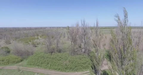 Video from pile driver, nature, fields of trees, flowering trees, garden Stock Footage 311525964